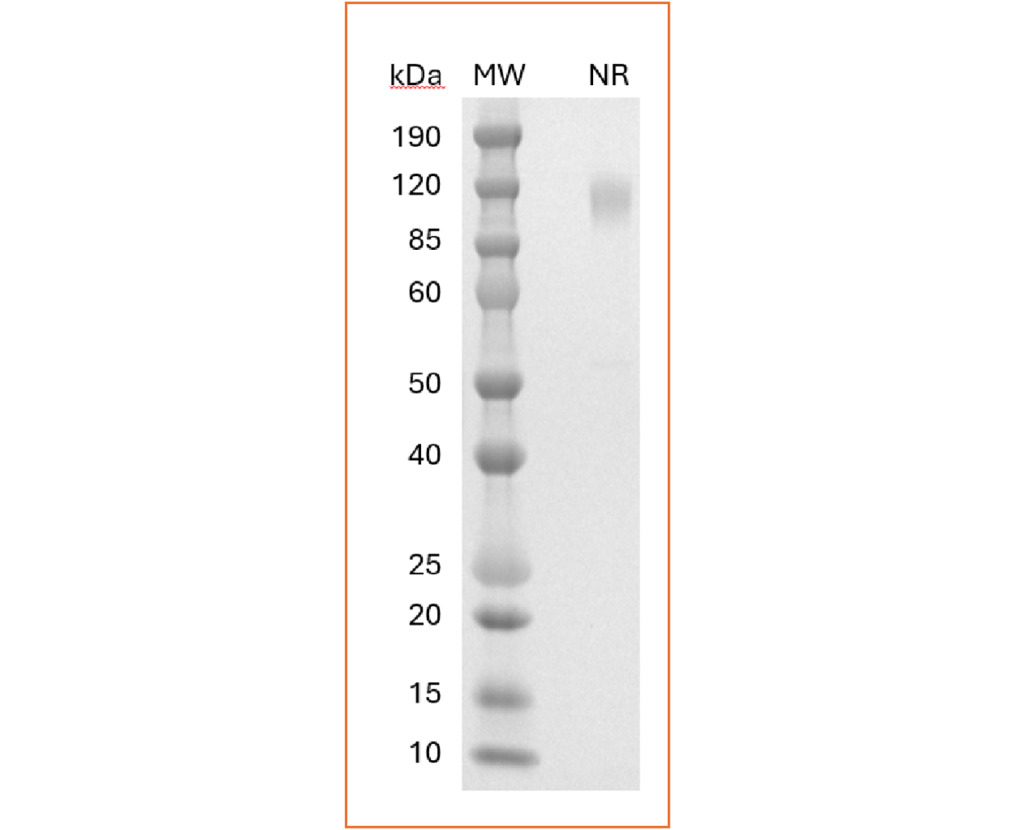 Human IFNγR1 dimer SDS-PAGE