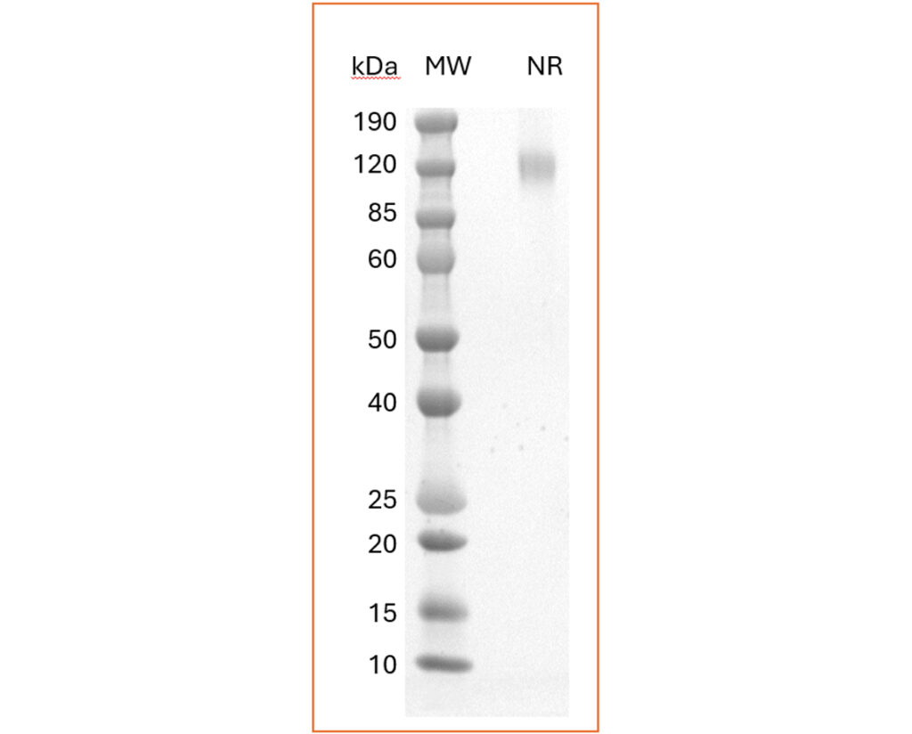 Human IL10Rα Dimer SDS-PAGE