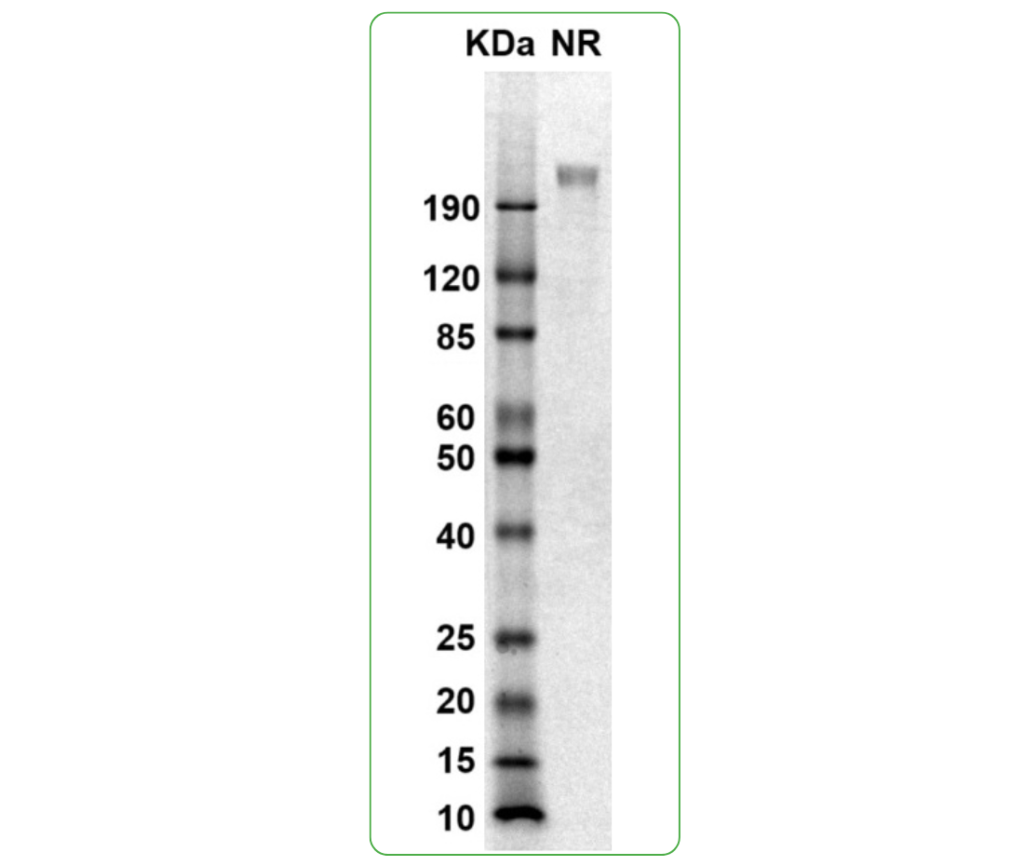 CD117 His-Avi SDS-PAGE