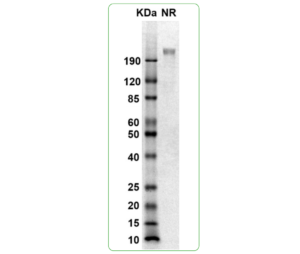 CD117 His-Avi SDS-PAGE