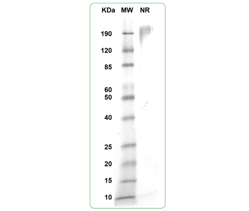 CD80 Fc Tag SDS PAGE