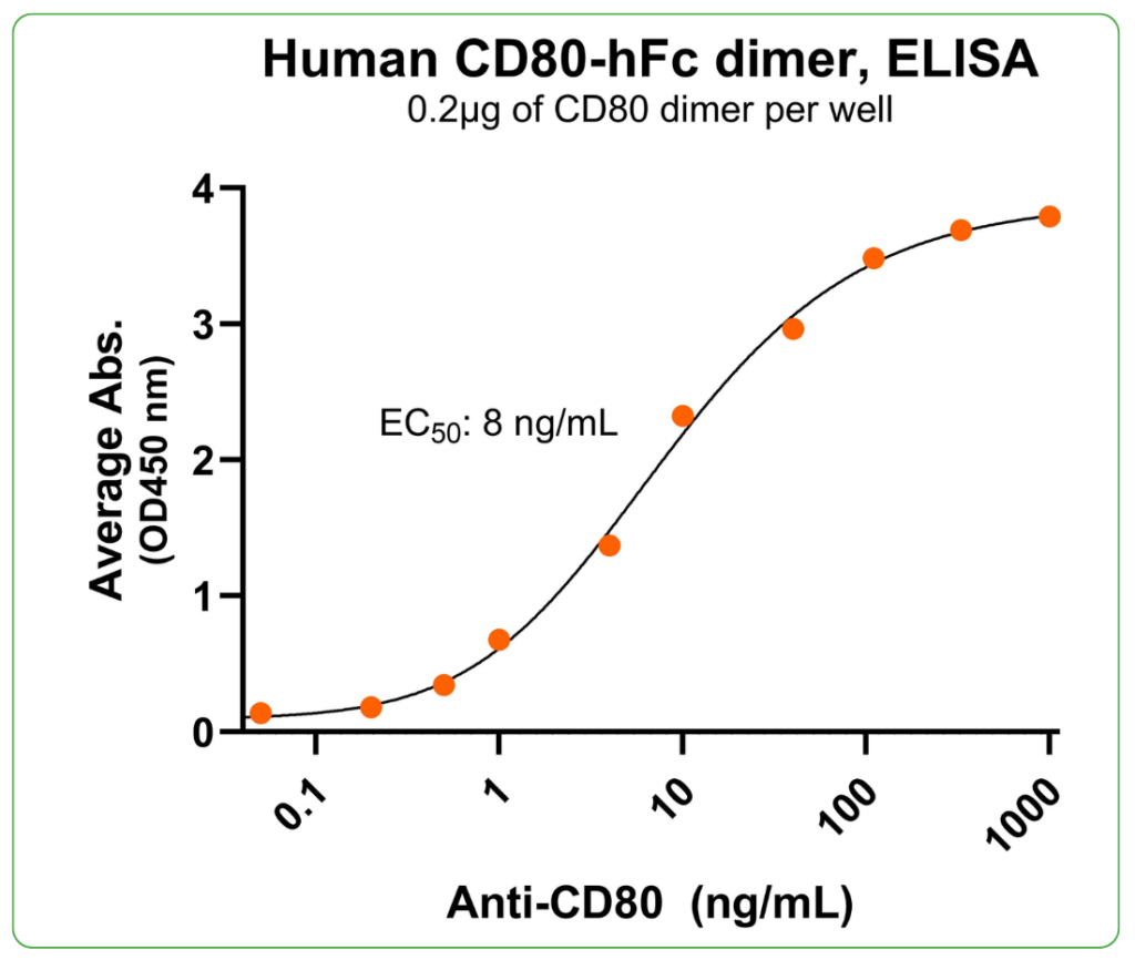CD80 Fc Tag antibody binding