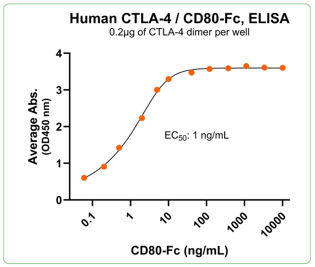 CD80 Fc Tag lignad binding