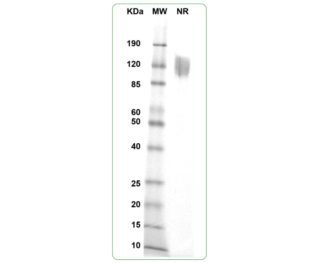 CD80 Flag His SDS-PAGE