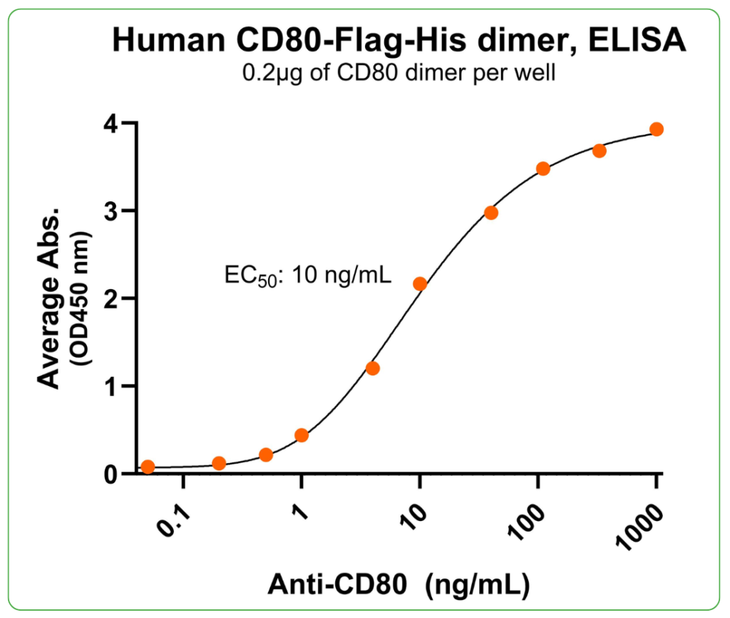 CD80 Flag His antibody binding