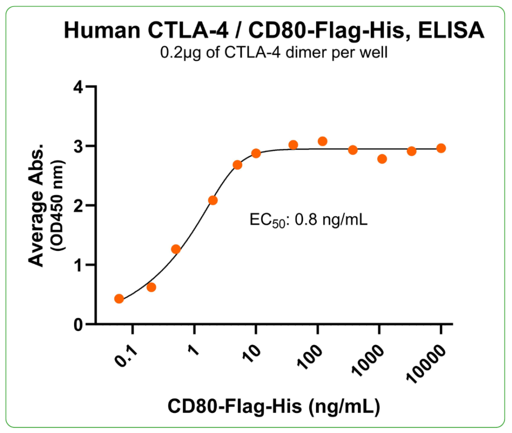 CD80 Flag His ligand binding