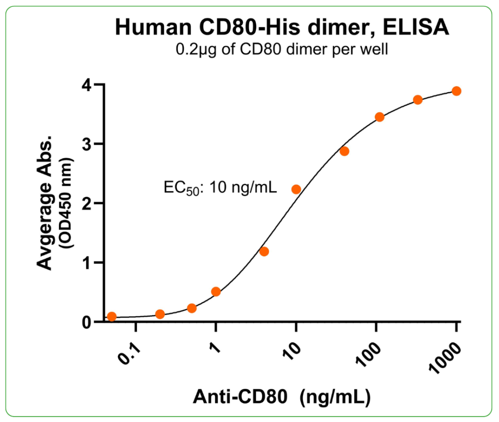 CD80 His antibody binding