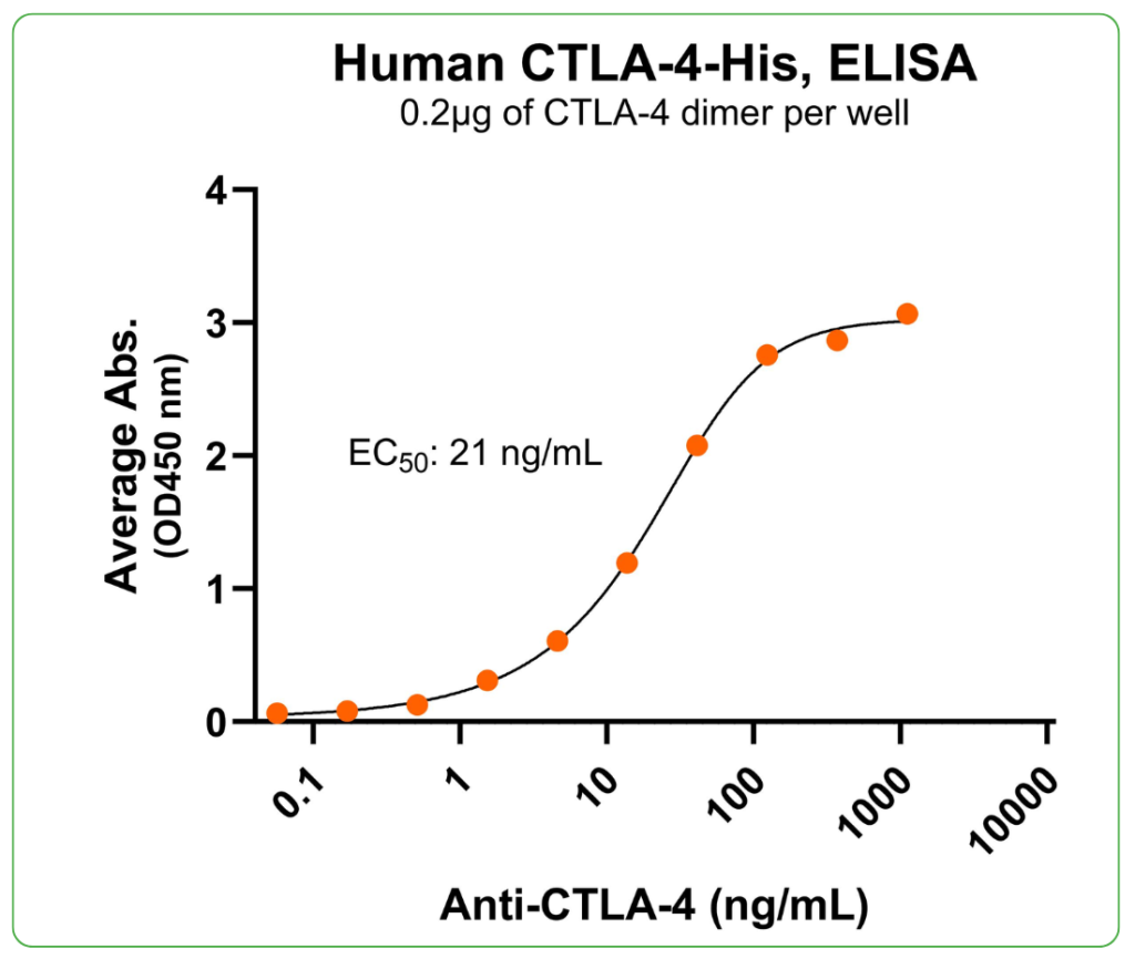 CTLA-4 antibody binding
