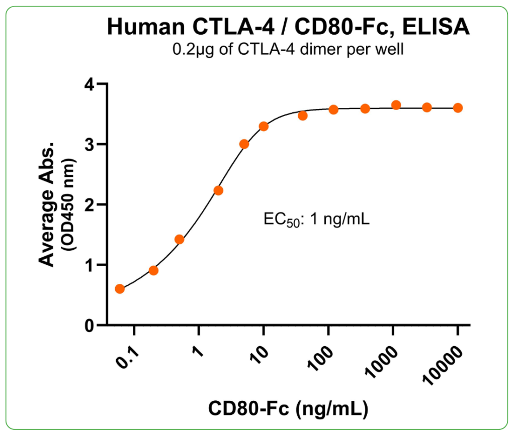 CTLA-4 ligand binding