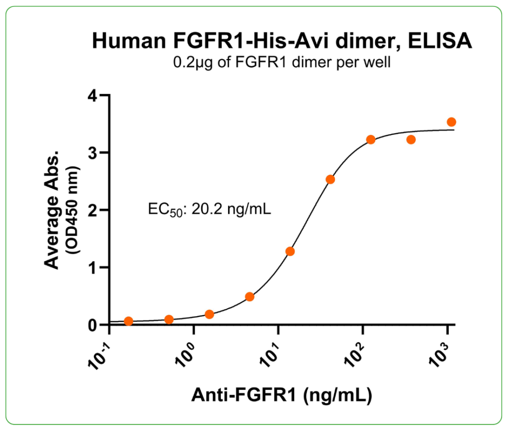 FGFR1 His Avi antibody binding