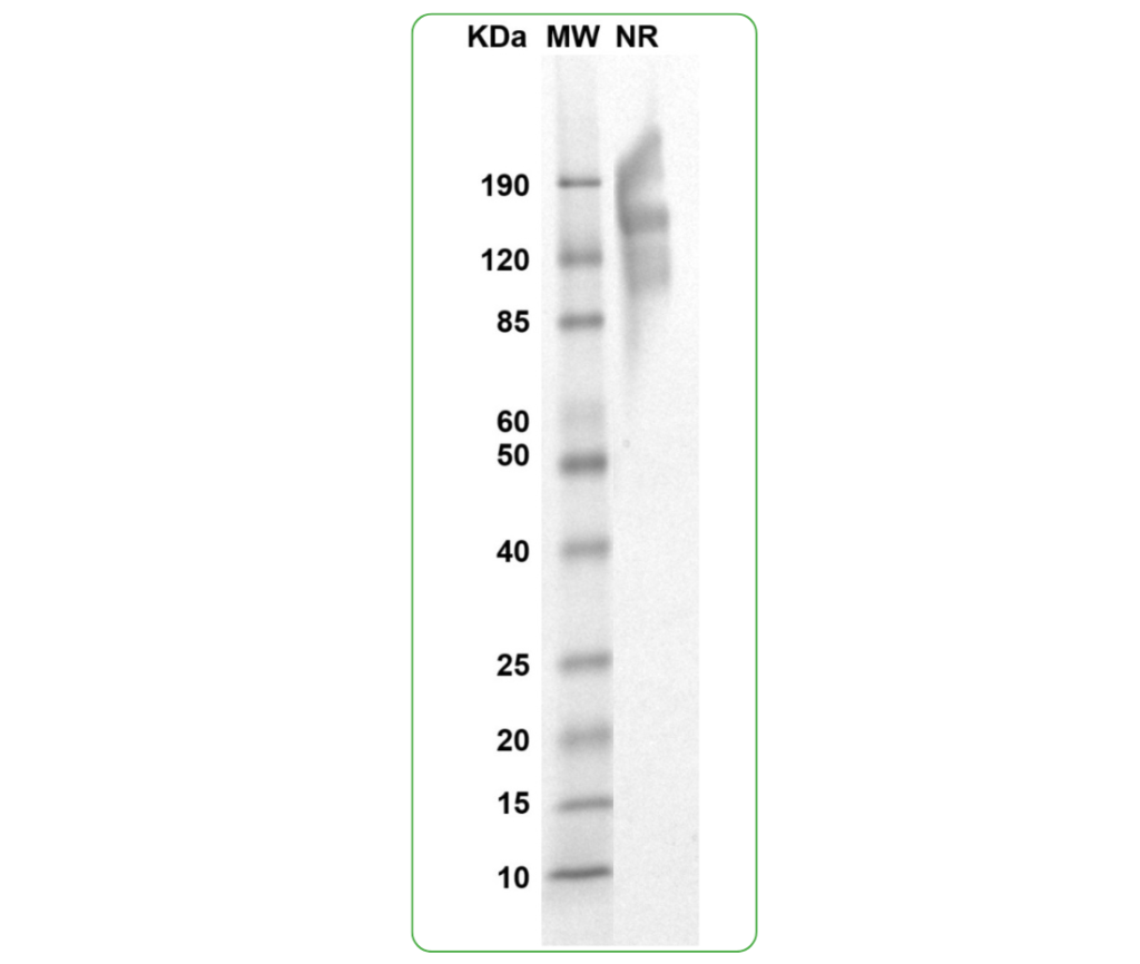 TROP-2 SDS PAGE