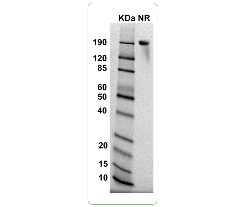 PD-L1-hFc fc human SDS-PAGE