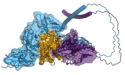IFNaR1 protein prediction