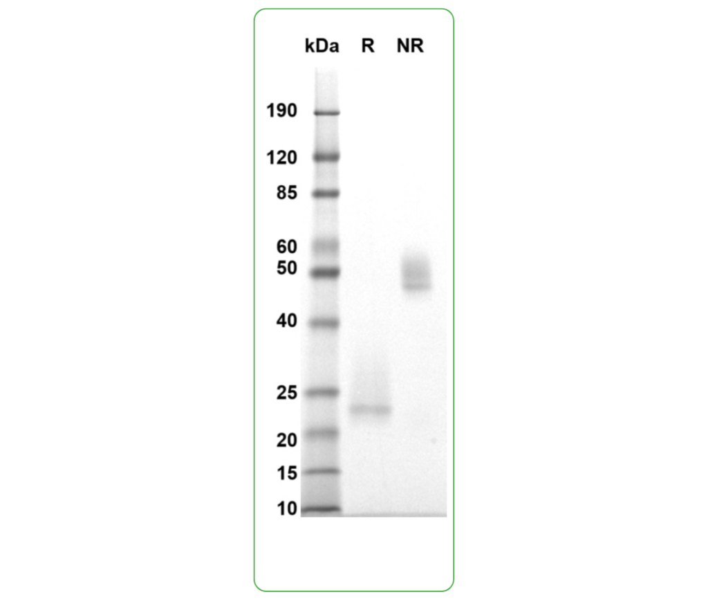 human cd3 epsilon-delta his-avi sds