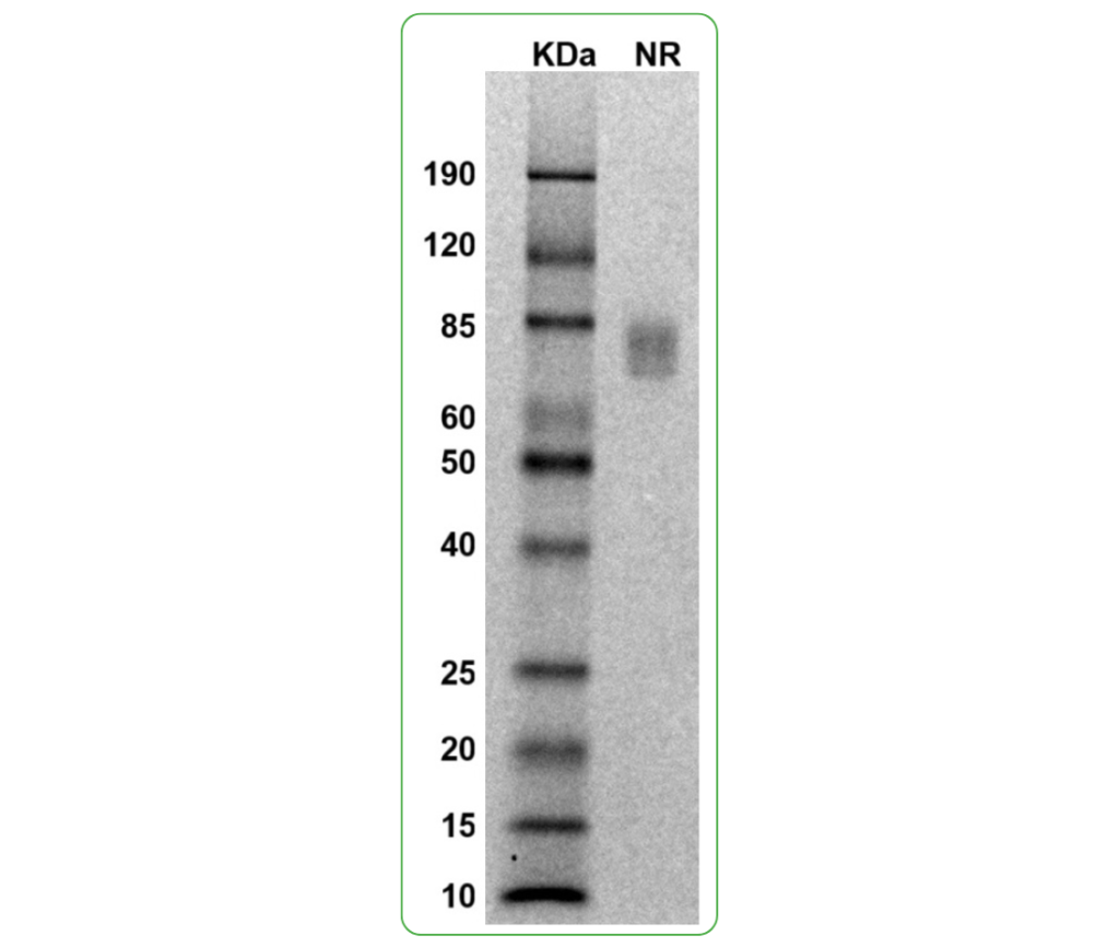 mouse CD28 protein his sds