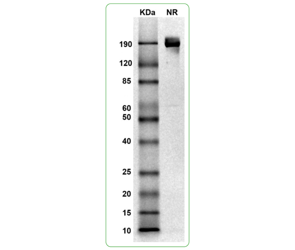 mouse PD-L1-hFc Fc tag SDS-PAGE
