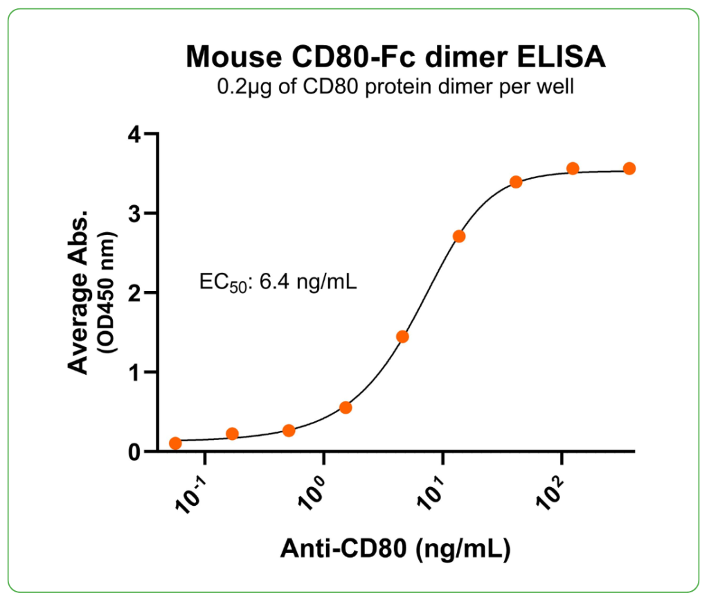 mouse cd80-fc protein ab-binding