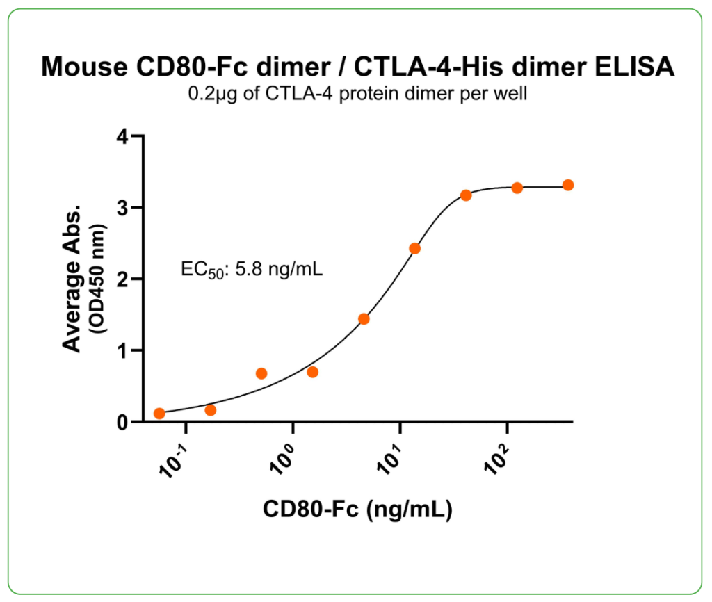 mouse cd 80-fc protein ligand binding