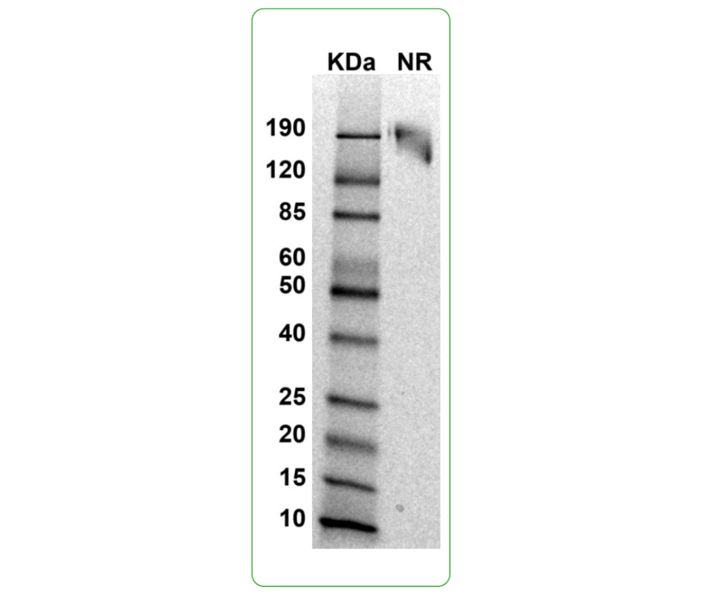 mouse cd 80-fc protein sds-page