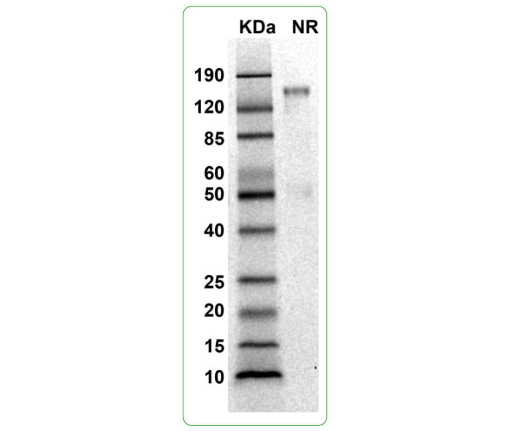 mouse trop-2 protein flag his sds-page