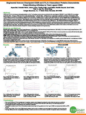 Poster CD80 CD28 and CTLA-4