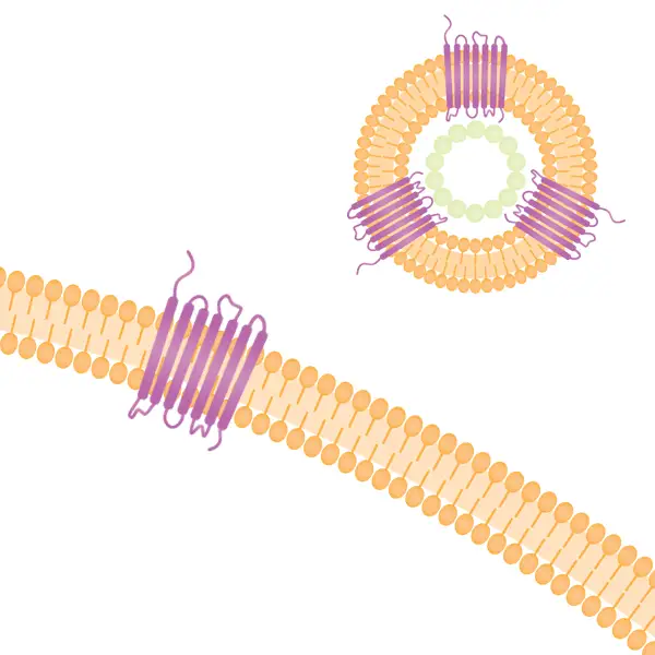 cmp illustration heterodimer