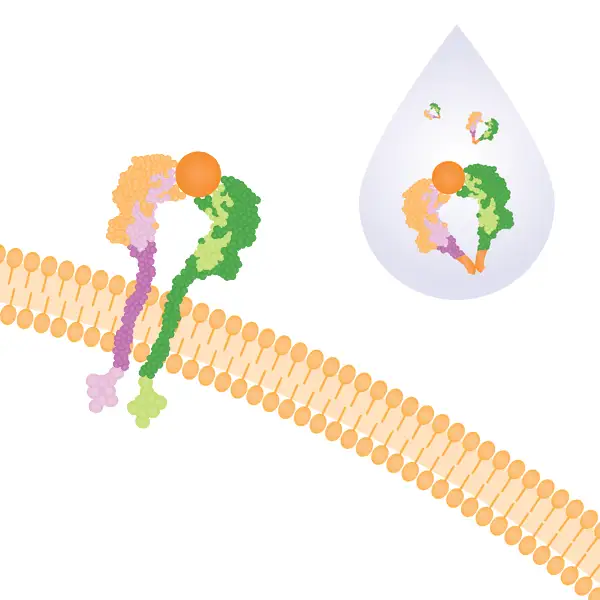 soluble protein illustration