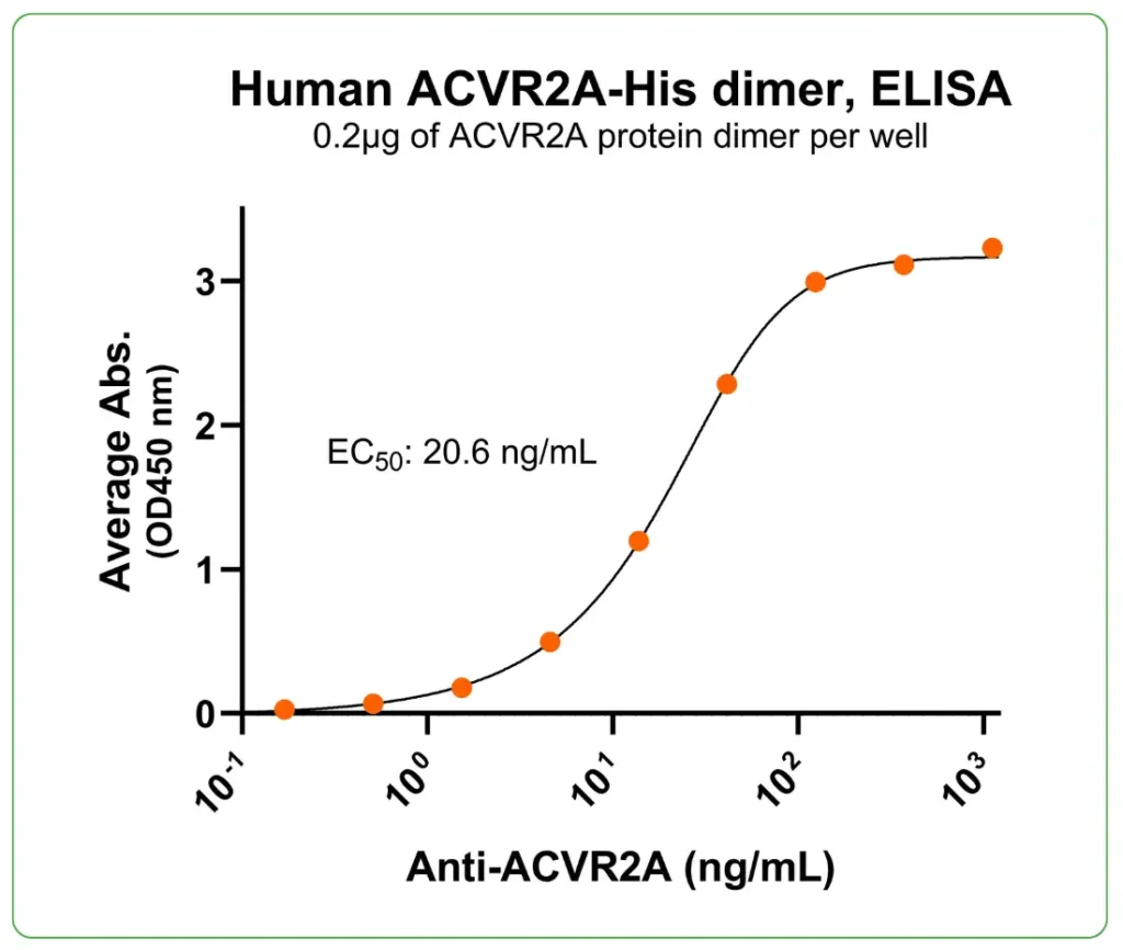 human ACVR2A protein his ab binding