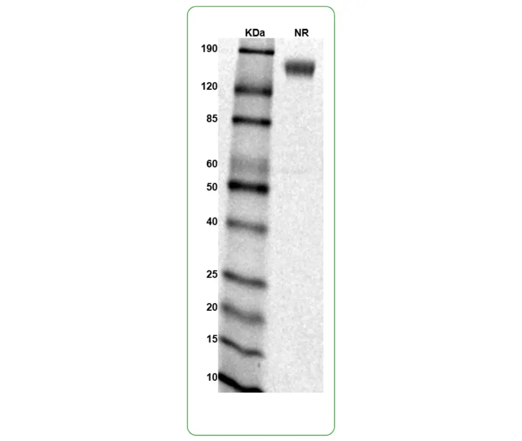 human GHR protein his-avi sds-page