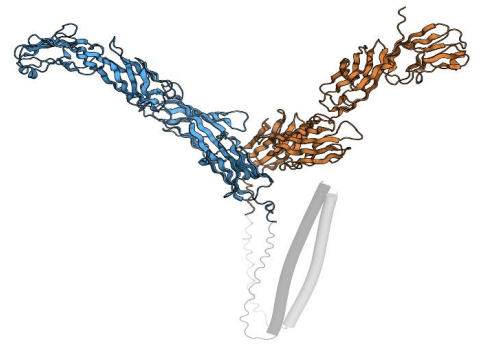 CD4 homodimer-protein design