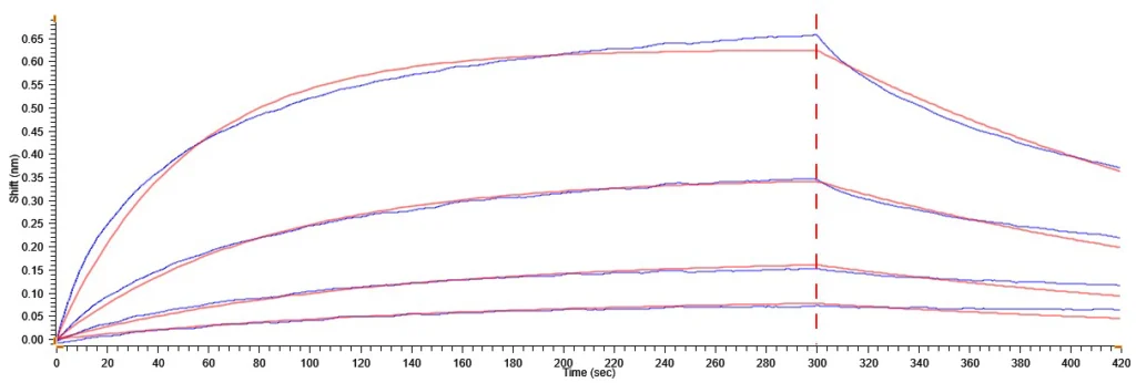 FGFR1 with FGF-1 BLI