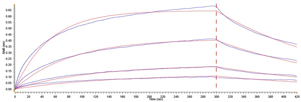 FGFR3 with FGF-1 BLI