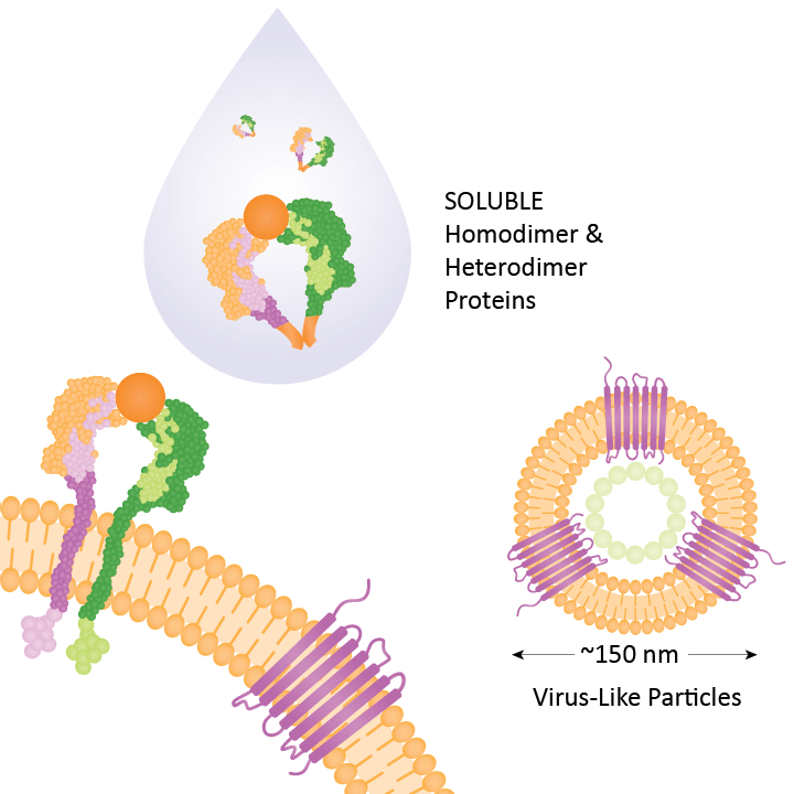 soluble homodimer and heterodime proteins and VLPs