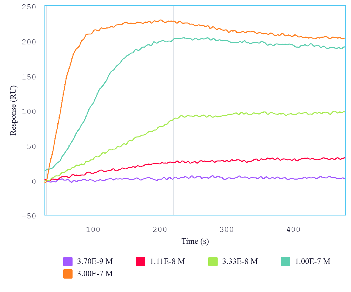 Rhesus-IFNgR1-and-human-IFNg SPR data