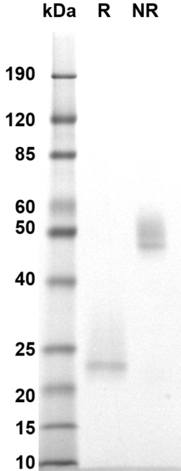 Human CD3-epsilon/delta gel