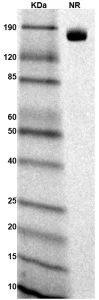 TS195-03 Human Nectin-1 gel for PS