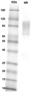 TS150-03 Mouse ACVR2A gel for PS