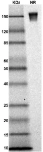 TS196-03 Human Nectin-3 gel for PS