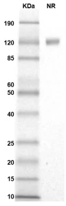 TS200-01 Siglec 3 gel for PS