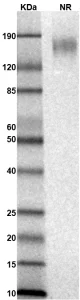 TS291-01 Rhesus CD19 gel for PS