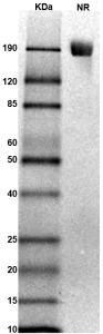 TS294-01 Monkey FGFR2 gel for PS