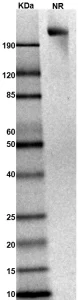 TS296-01 Monkey IL6ST gel for PS