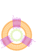 Conigen Membrane Protein Nanoparticles